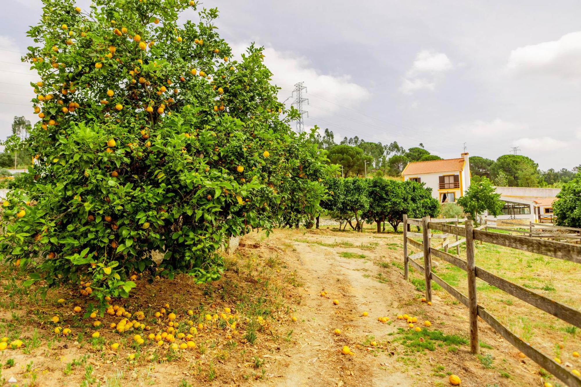 Quinta O Refugio Villa Azambuja Buitenkant foto